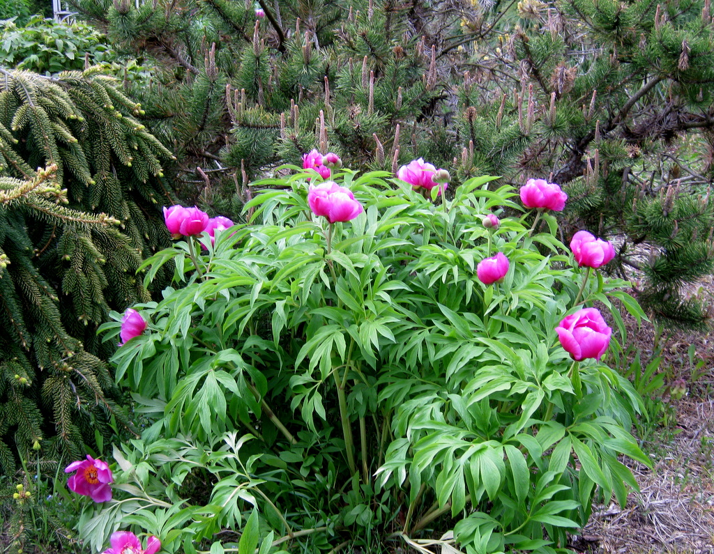 Paeonia caucasica JJH990843kart2400m #106